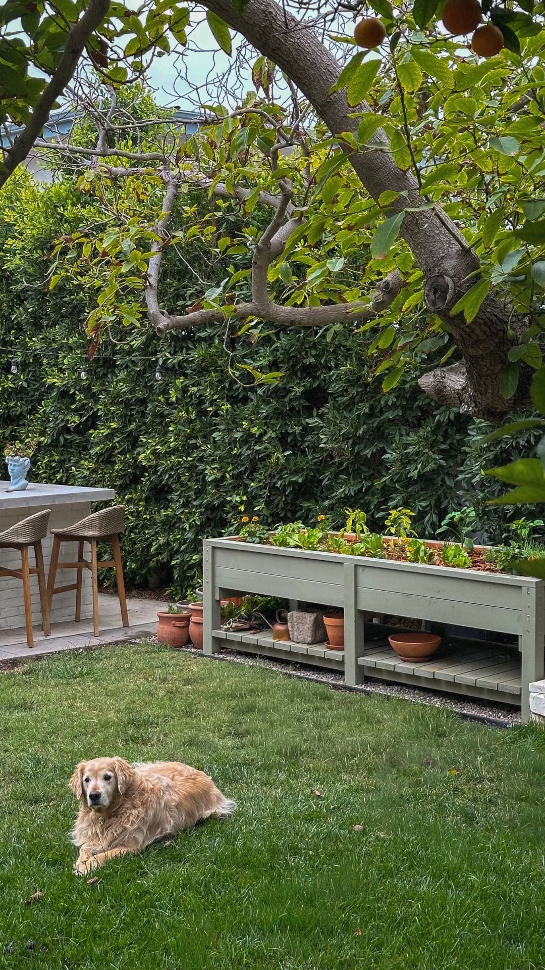 Golden retriever on the lawn beside a sage green raised vegetable garden bed, terracotta pots and an orange tree