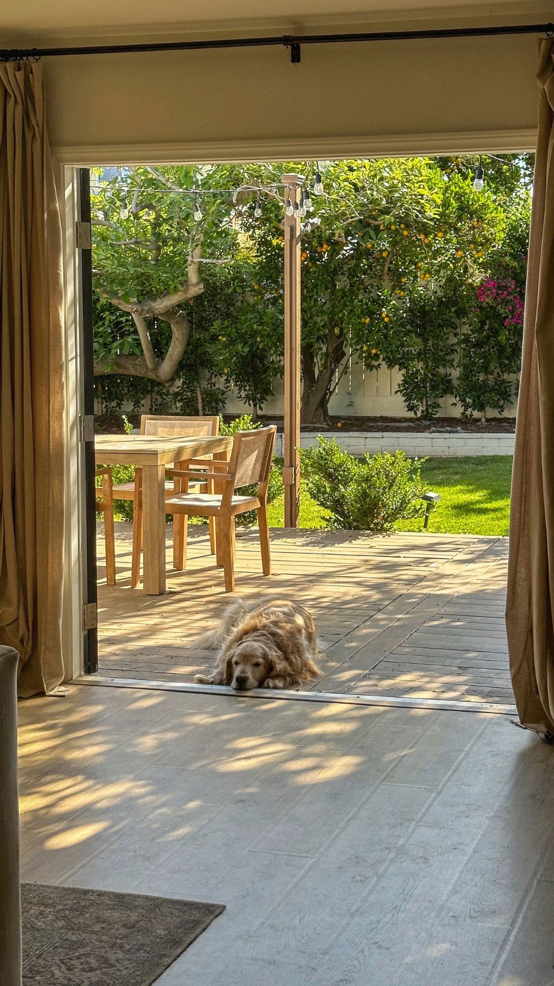 Golden retriever lying in an open doorway that steps straight out onto a wood deck with an outdoor dining set, orange trees and lawn