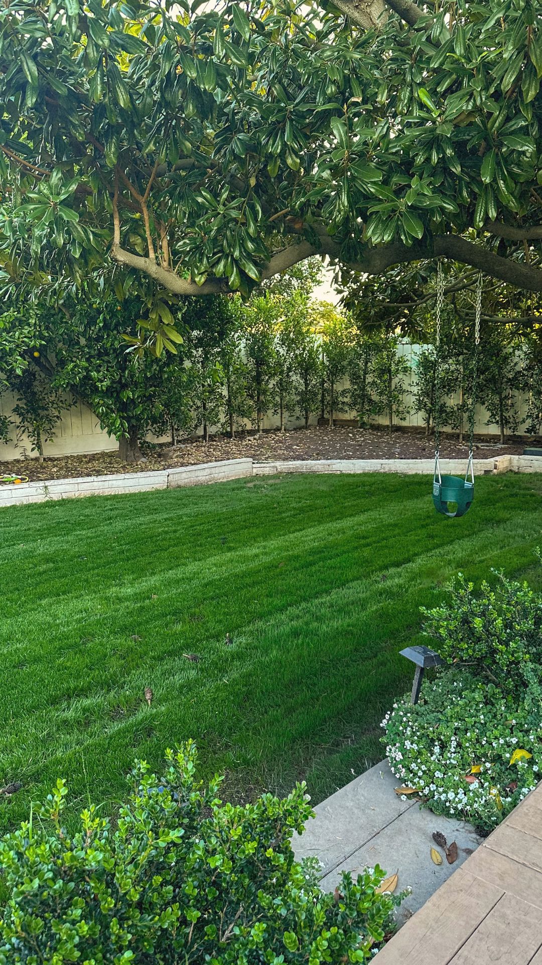 Striped green lawn under a magnolia tree with a toddler swing, a privacy hedge along a white fence and white flowering garden beds