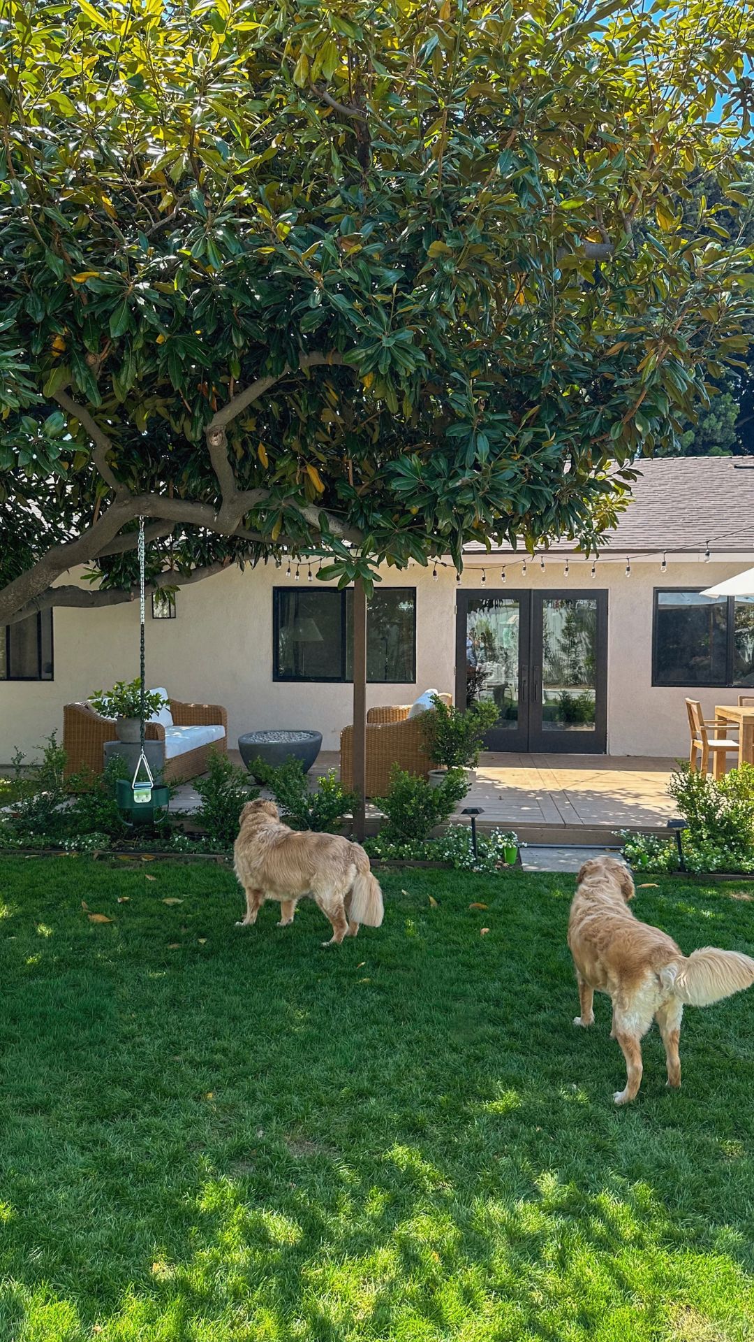 Two golden retrievers on a green fescue lawn under a large magnolia tree, with wicker outdoor sofas and the house behind